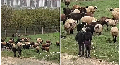 Çoban çocuklar türkü söyleyip halay çekti