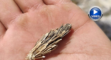 Çöp sandığı canlı 