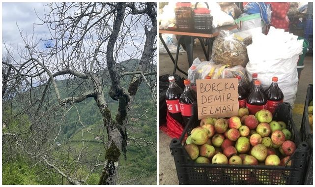 Demir elma yalancı bahara aldanmıyor
