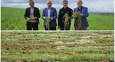Dolu yağışı tahıl tarlalarını vurdu   