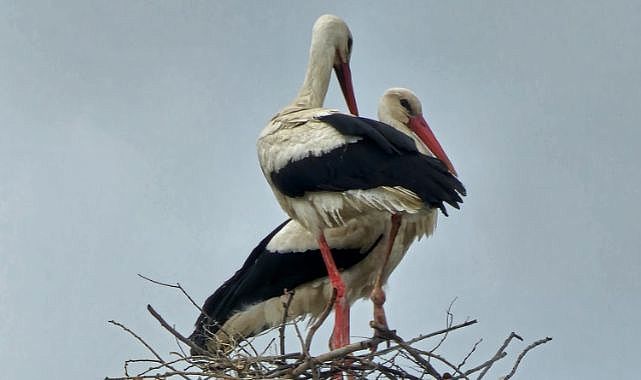 Ekiplerden leylekler için örnek çalışma