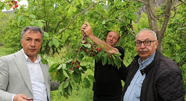 Erzurum’da erkenci kiraz hasadı başladı