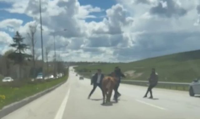 Erzurum'da kaçan kurbanlıklar trafiği birbirine kattı