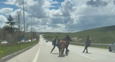 Erzurum'da kaçan kurbanlıklar trafiği birbirine kattı