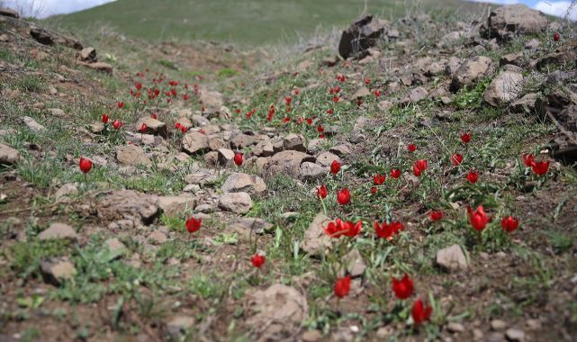 Erzurum’da şehitlik hattı kırmızı lalelerle kaplandı
