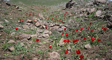 Erzurum’da şehitlik hattı kırmızı lalelerle kaplandı