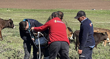 Erzurum ve Kars'ta kaçan kurbanlıklar zor anlar yaşattı