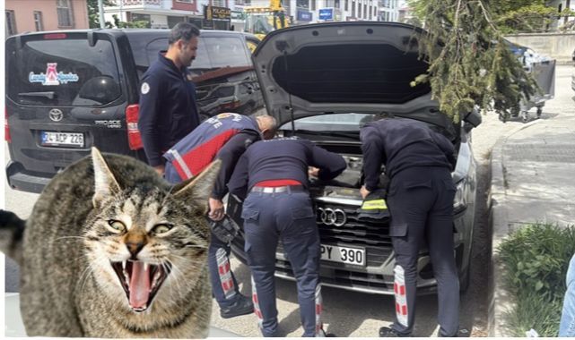 İtfaiye saatlerce uğraştı, anne kedi gelip 