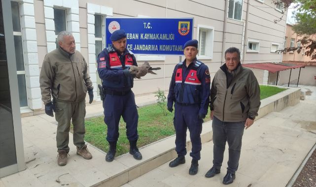 Jandarma yaralı kartalı koruma altına aldı