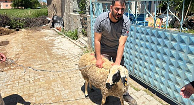Kaçan kurbanlık koyun 1 saate yakalandı