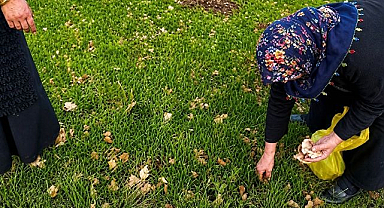 Kadınlar meralarda çıkan şifalı otları topladı 