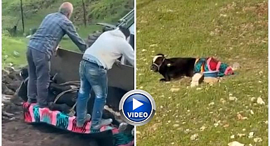Kayboldu zannettiler! Çamura saplanmış halde bulundu