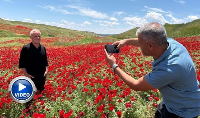 Kırmızıya bürünen nohut tarlası hayran bıraktı   