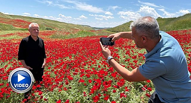 Kırmızıya bürünen nohut tarlası hayran bıraktı   