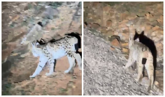 Koruma altındaki vaşak’ kameralara yakalandı