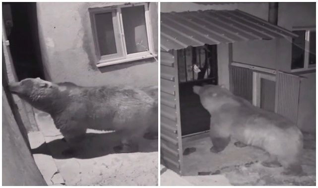 Köy evine giren ayı kamerada