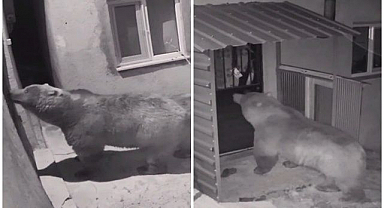Köy evine giren ayı kamerada