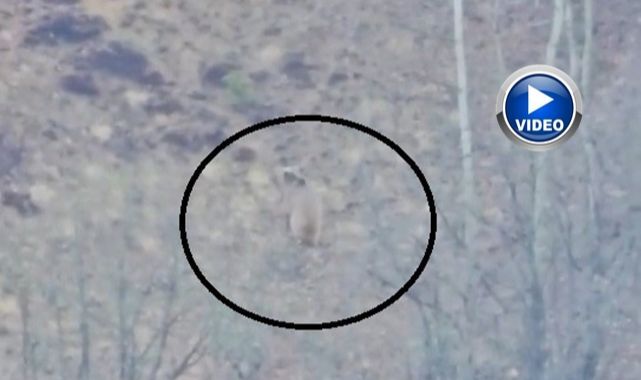Köye inen ayıyı çoban köpekleri uzaklaştırdı   
