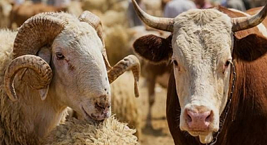 Kurban bağışı yaparken nelere dikkat edilmeli?