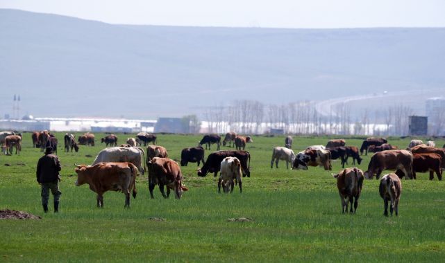 Kurban satışlarında sosyal medya tuzağı   