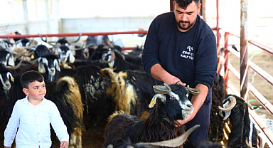 Kurbanlık keçi heybetiyle şaşırttı