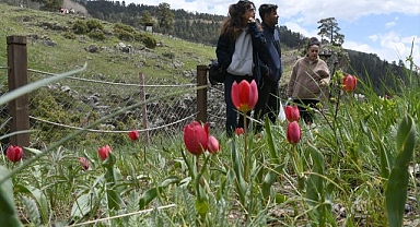 Lalelerle bezenen vadi büyülüyor