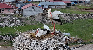 Leyleklerin köyü yeniden şenlendi