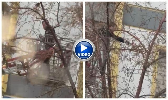 Mahsur kalan güvercin için seferber oldular