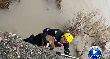 Mahsur kalan köpeğin imdadına yetiştiler