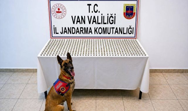 Midelerinden kilolarca esrar çıktı! Görenler şaştı kaldı