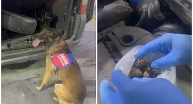 Narkotik köpeği ‘Ayar’dan tam isabet! Uyuşturucuyu bagaj ve kaputta buldu