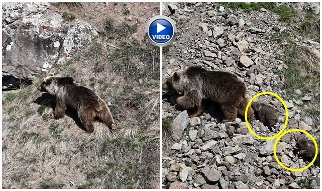 Oltu'da bozayı ve yavruları dronla görüntülendi
