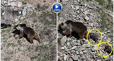Oltu'da bozayı ve yavruları dronla görüntülendi