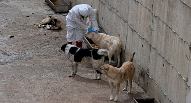 Sahipsiz köpeklere yuva oldular