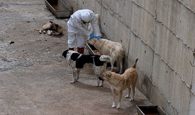 Sahipsiz köpeklere yuva oldular