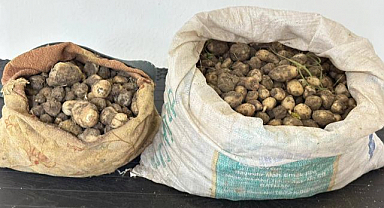 Salep soğanı toplamanın cezası ağır oldu! Milyonluk ceza kestiler