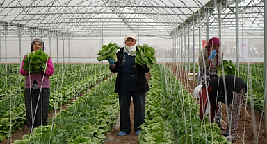 Seralarda marul hasadı başladı