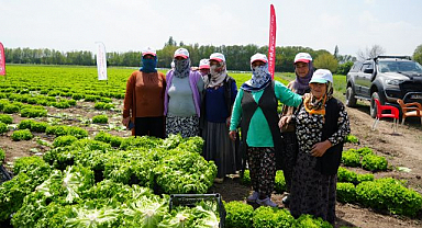 Sezonun ilk marul hasadı gerçekleştirildi