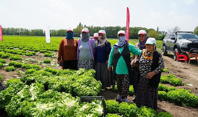 Sezonun ilk marul hasadı gerçekleştirildi