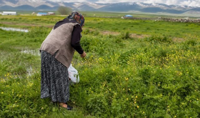 Şifalı otlar kış sofraları için hazırlanıyor   