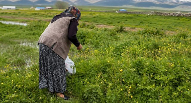Şifalı otlar kış sofraları için hazırlanıyor   
