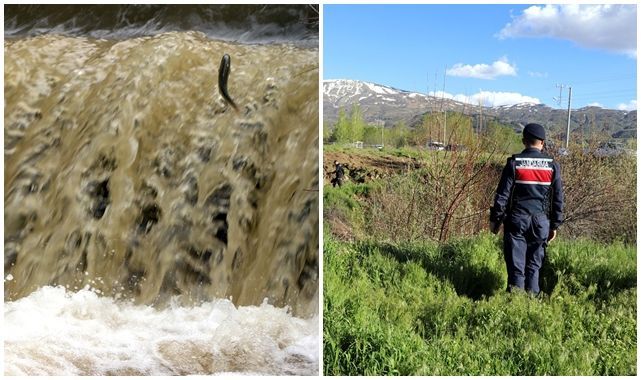 Siraz balıkları göç yolculuğunda
