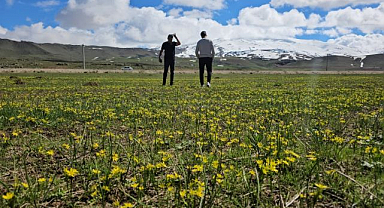 Sütey Yaylası baharın gelişiyle renklendi
