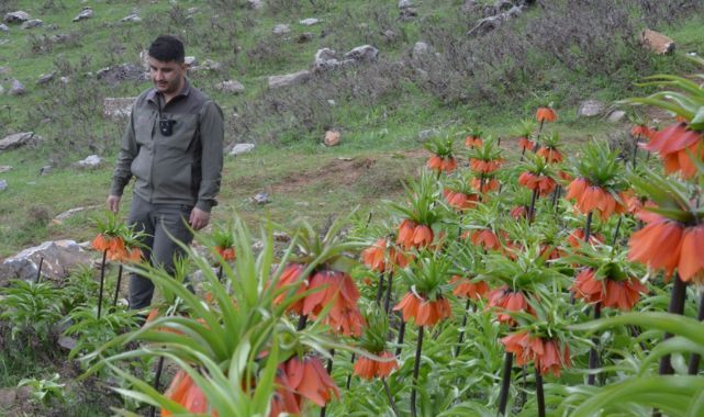 Ters lalelere sıkı koruma önlemi