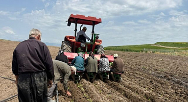 Tütün üretiminde yeni sezon başladı   