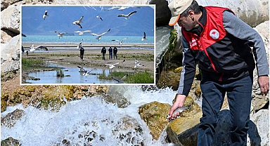 Üreme dönemindeki inci kefallerine sıkı koruma! 