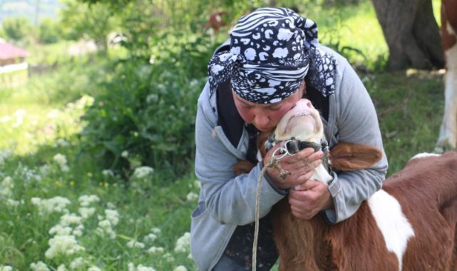 Yabancı gelin hayvancılığa renk kattı   