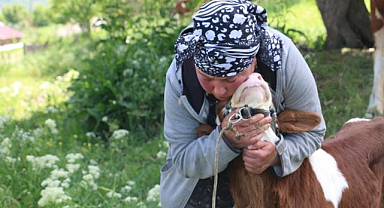 Yabancı gelin hayvancılığa renk kattı   
