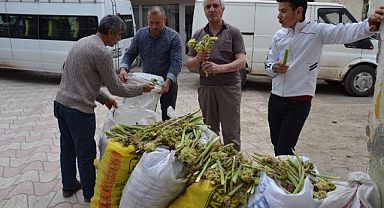 Yayla muzu tezgahlardaki yerini aldı