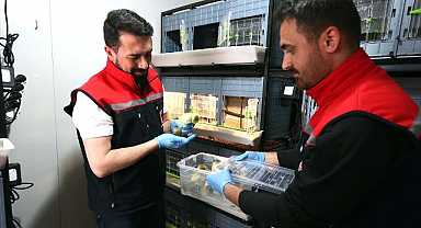 Yerli kaz için üretim seferberliği, İlk palazlar kuluçkadan çıktı